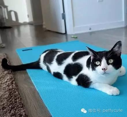 这才是真正的奶牛猫,上辈子一定是只奶牛,不会错的