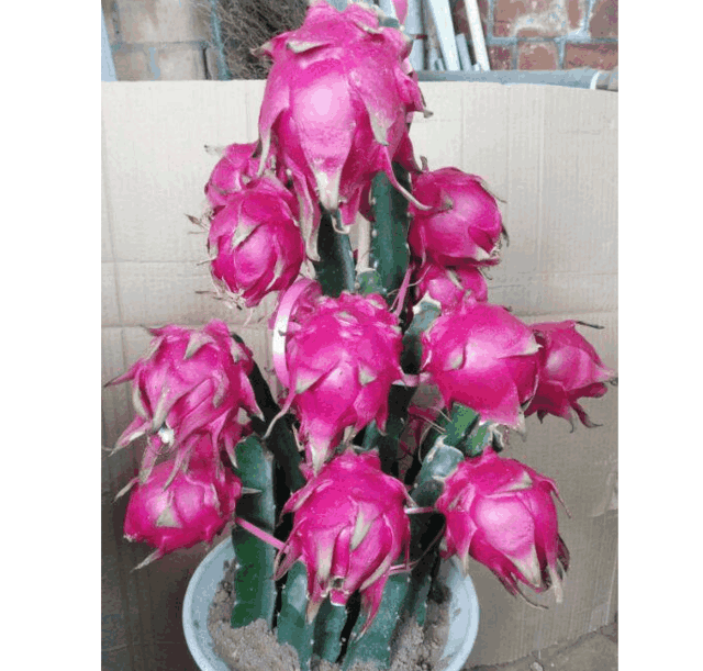 你家盆栽火龙果不结果? 4招就能让它硕果累累