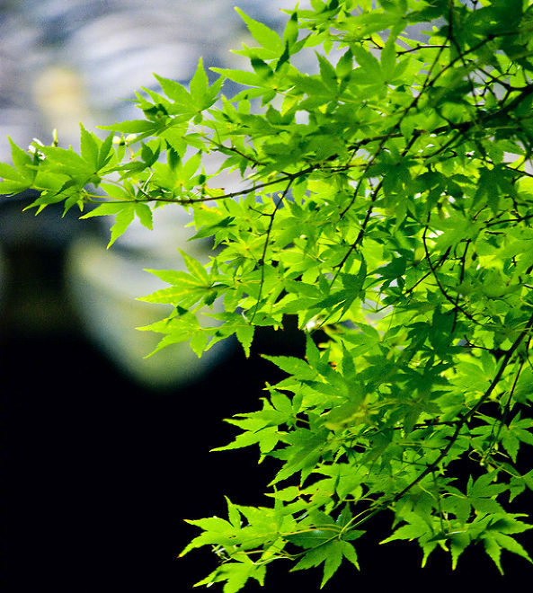 三载尘劳虑,翻然尽一除。 园林未摇落,庭菊正扶