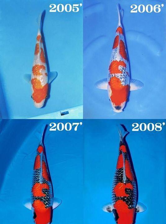 西安小袁耍锦鲤之品种介绍鉴赏篇4(浅黄、孔雀、五色)