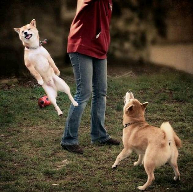 搞笑图片幽默段子笑话:这造型是不错,但就是没有购买欲望,哈哈
