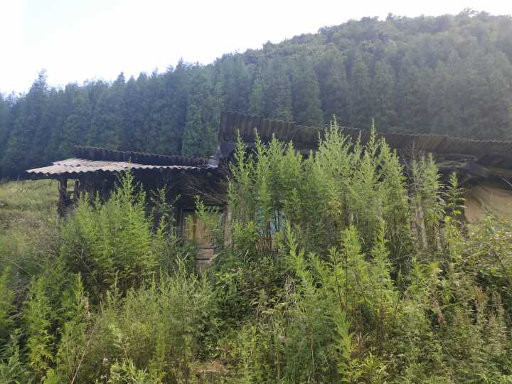你见过黏人的柿子,你见过粘人的植物?寓意动物图片