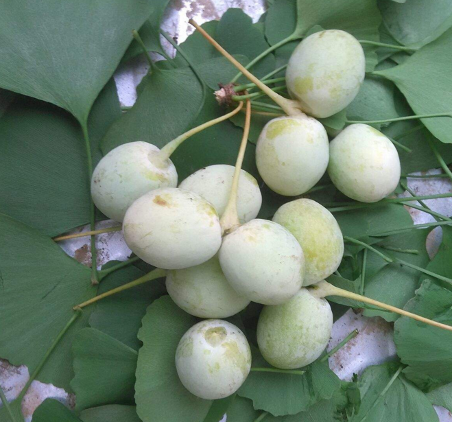 藏在深山里的抗癌之王,还治失眠头昏,所有人