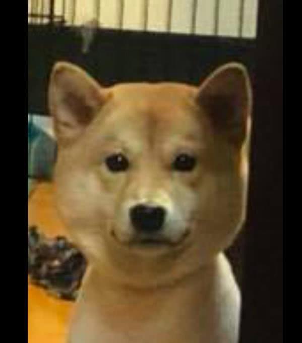 柴犬被带去剃毛后,久久看着镜子里的自己不肯离开