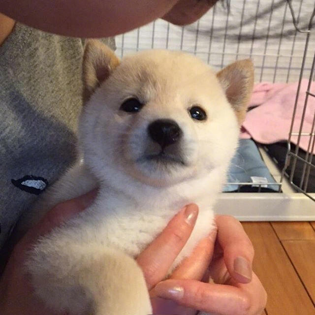一只奶油色的小柴犬看上去非常蠢萌