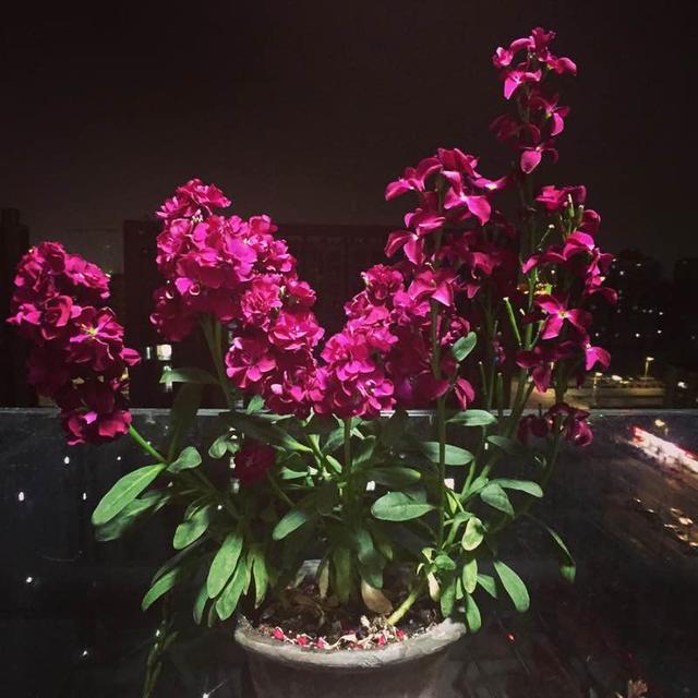 最值得入手的盆栽花,养护容易,花色漂亮,花香扑