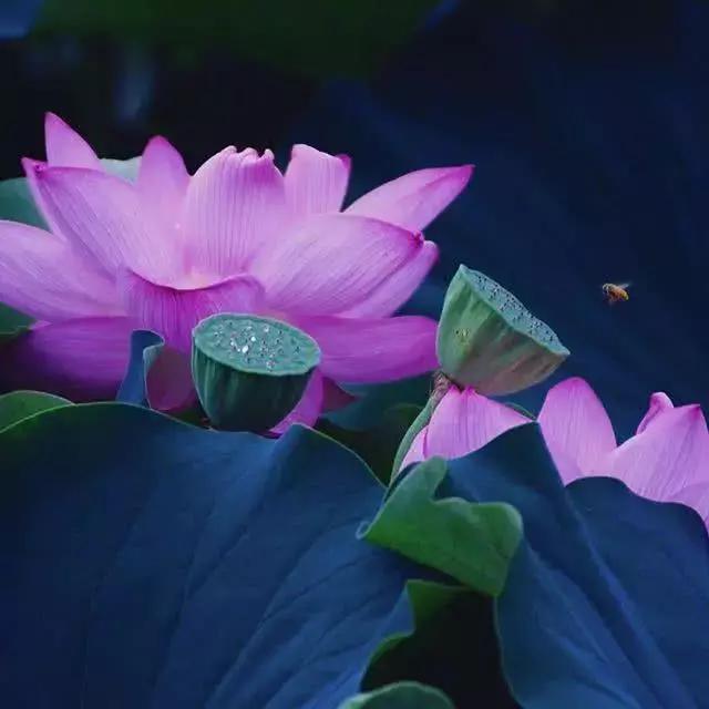 看淡人生的佛语句子,句句真谛,点透人生|人生|随缘