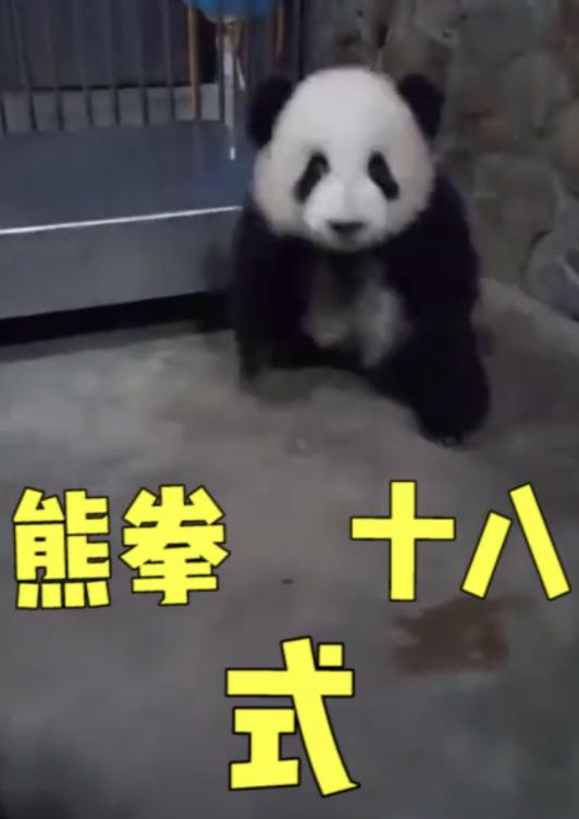 熊猫宝宝生气了,一边发飙一边摔跤,网友:吓到宝宝了!