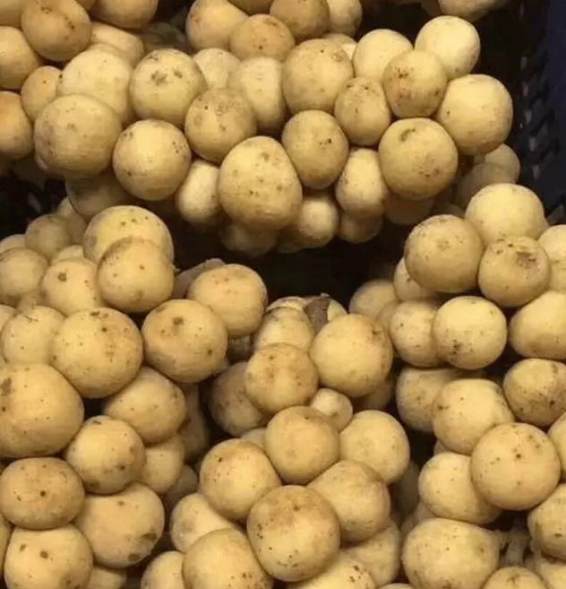 长得像龙眼,却比龙眼更好吃,还被称为爱情果!