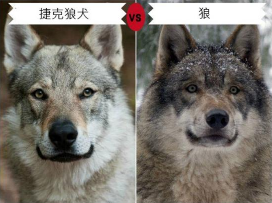 9种长的最像狼的犬,第5种因太像狼甚至被多个国家禁养