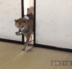 汪星人gif图 :暴躁柴犬,在线摔碗!