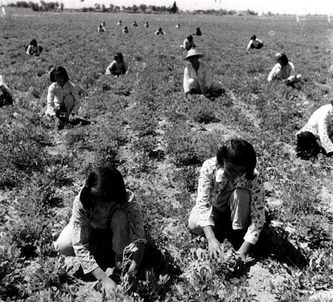 老照片,六十年代的农村,大家都在努力的干活,女