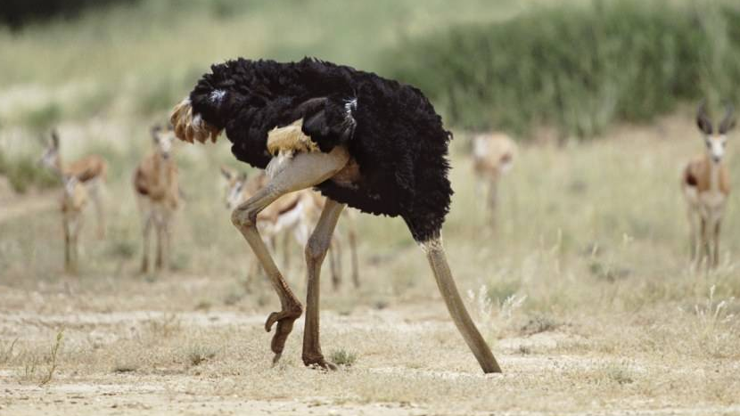 一只鸵鸟将头埋在土里猜一成语_鸵鸟头埋在土里图片