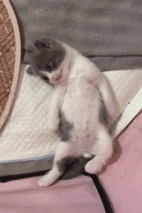 小奶猫睁着眼睛一动不动躺着,主人吓坏了,凑近一看笑