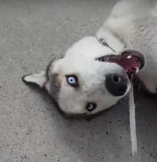 哈士奇耍赖不走,还在地上打滚,主人气得强行将它抱走