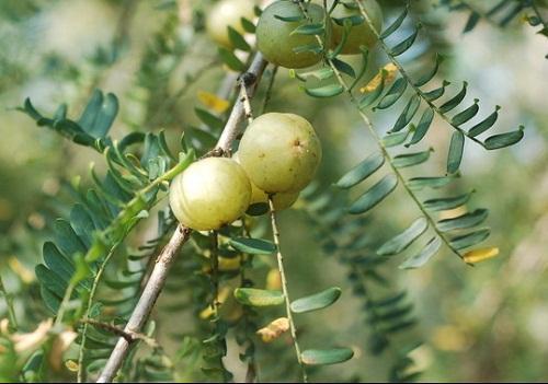 这种水果第一口苦,第二口甜,第三口越嚼越有味