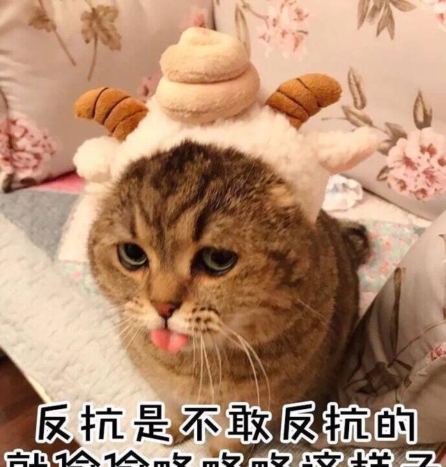 可爱表情表情系列之算了我心态超好猫咪聊天之间包v表情同学图片