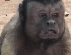 来看看这个充满求生欲的小眼神