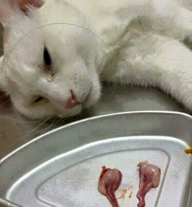 主人带猫咪去绝育,还把割下来的蛋蛋给猫看,猫咪看完后哭了