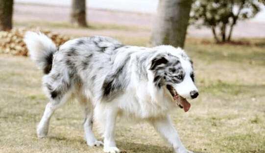 陨石边牧起名字图片