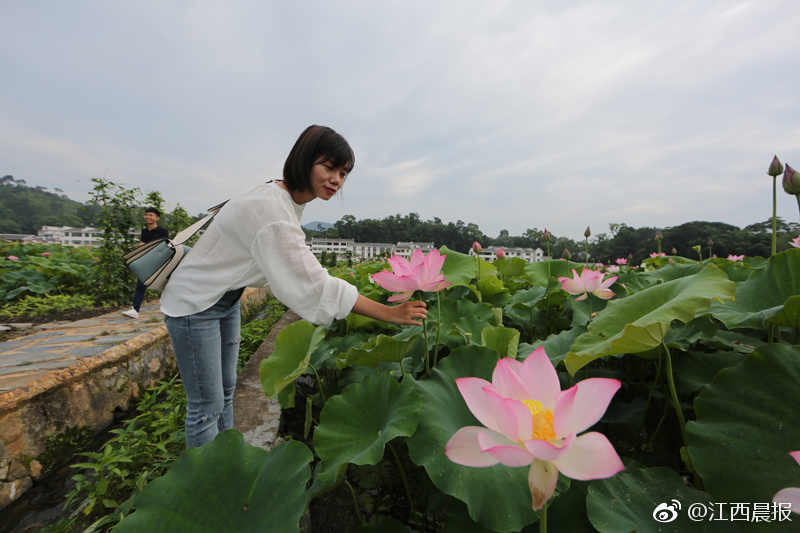 江西"莲乡"广昌荷花绽放