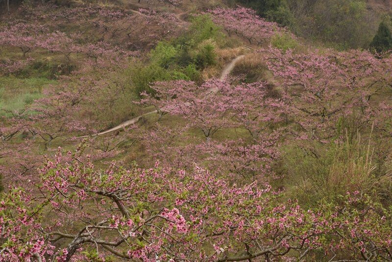 仁寿中岗:依托生态环境 发展乡村旅游