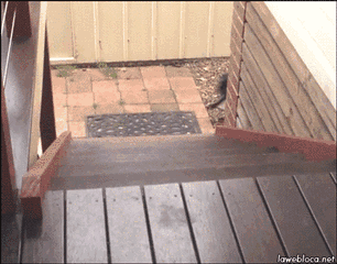 狗狗神奇的走楼梯方式,有你家狗子吗?