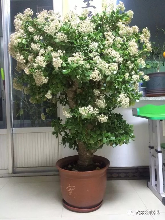 玉树竟然还有10种!见过5种的都是大神!看看你家有几种?