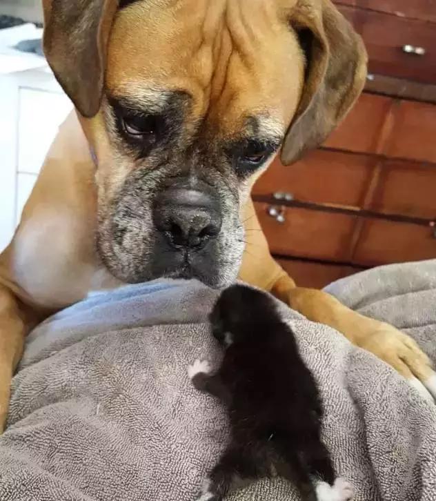 小奶猫被生母抛弃奄奄一息,还好它及时出现了