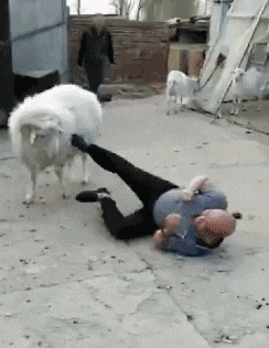 搞笑gif:他的一颦一笑都是那般