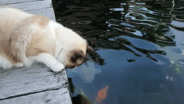 猫咪:要想红呀,不疯狂真不行呀