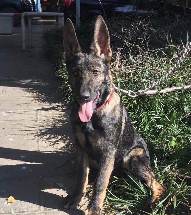中华土狗一一一昆明犬