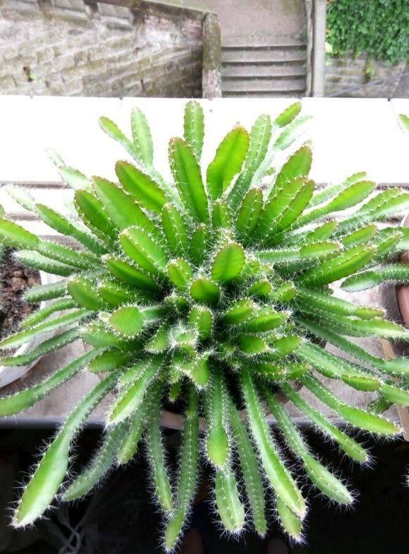 火龙果盆栽种植方法,只要掐1根枝条,7天能发芽