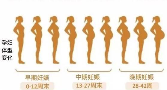 怀孕几个月肚子才开始长大?