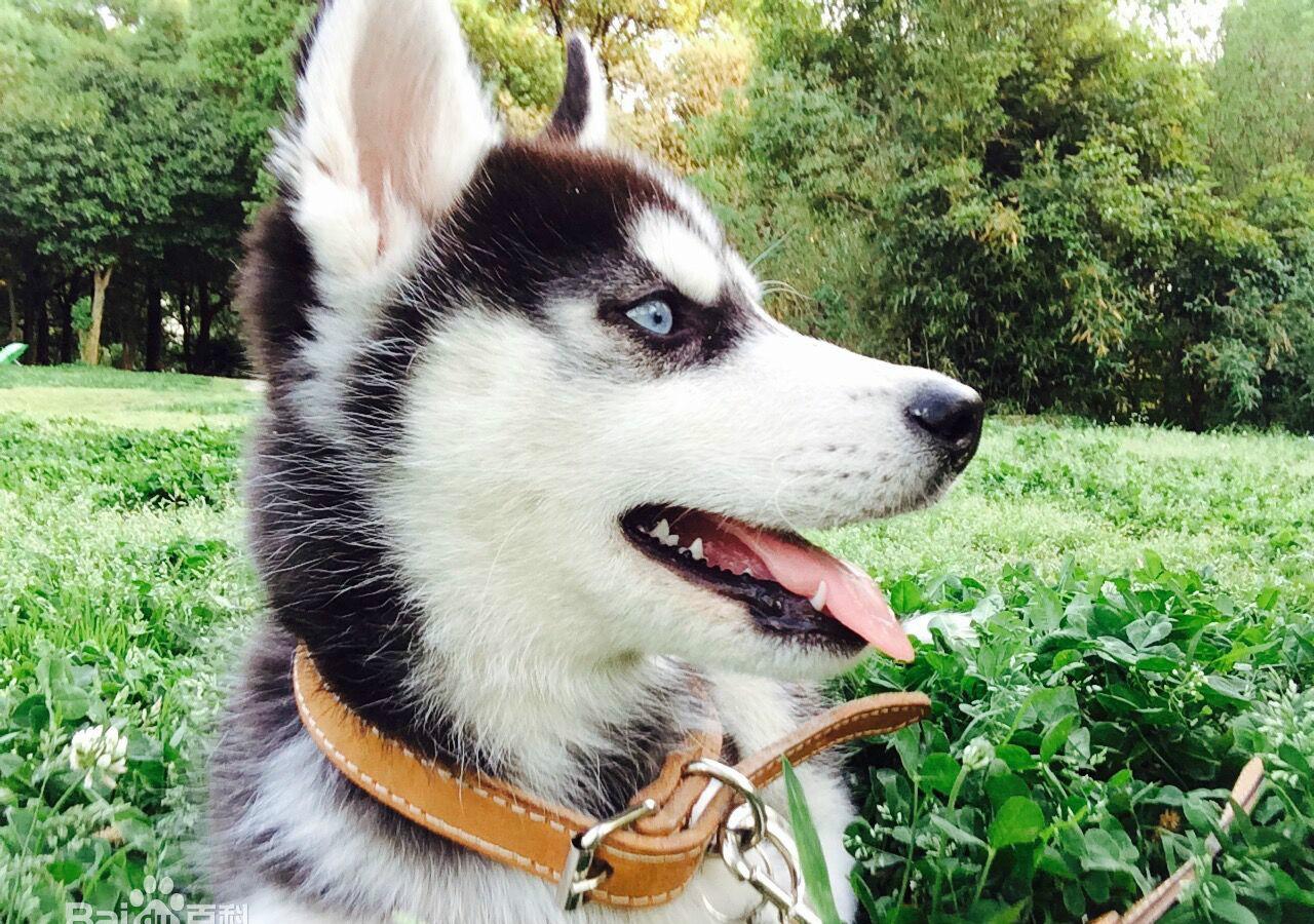 哈士奇智商排名