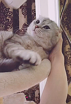 猫咪整晚骚扰主人不许睡觉,网友白天往死里弄它,别睡