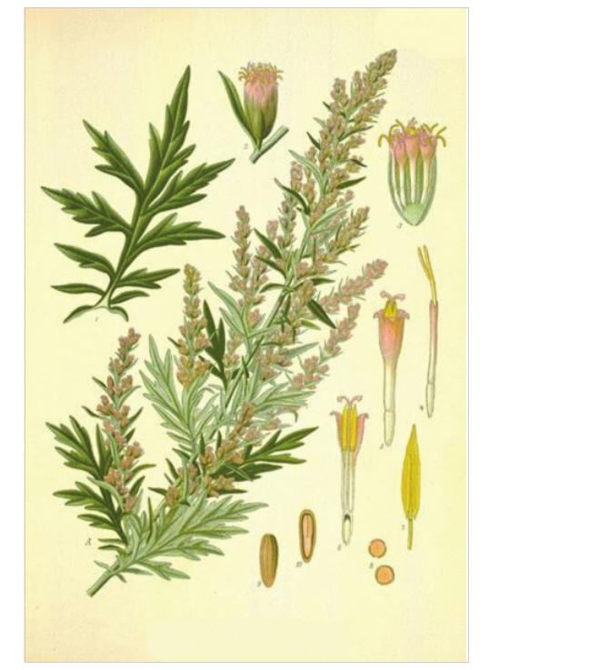 艾香叶艾条与加工户共同发展的健康事业