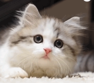 310_276gif 动态图 动图