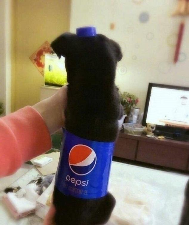 给大佬递可乐