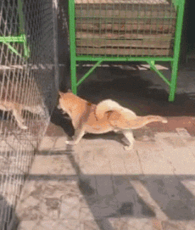 搞笑gif笑话:男女间是否存在纯洁的友谊?