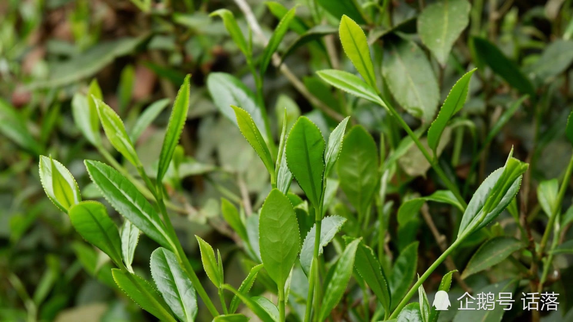 农村满山茶叶没人要 原因令人大跌眼镜