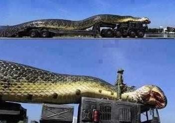 地球上最长的蛇, 巨蛇长达500米杀害600人, 军队出动将其捕获