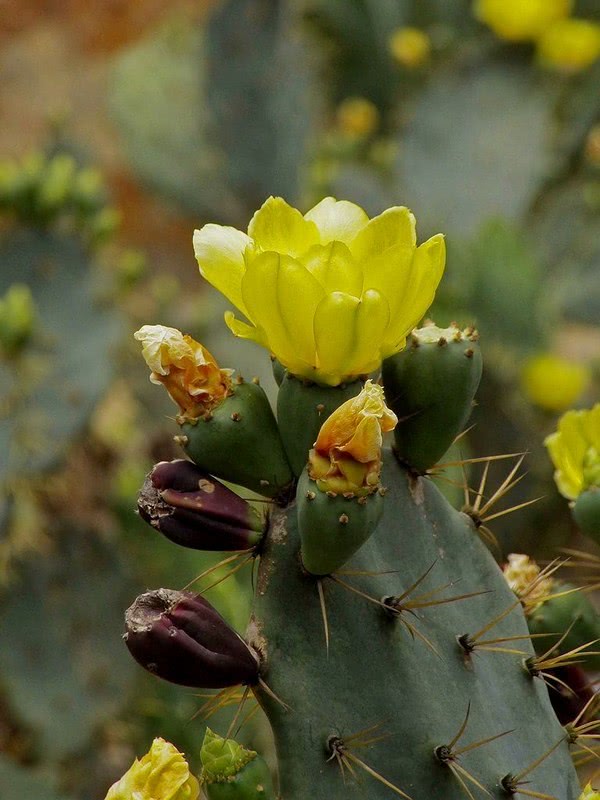 都说仙人掌六十年一开花?教你两个小秘诀马上