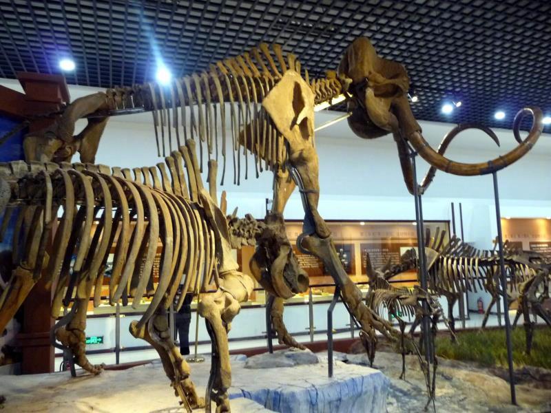 青冈县历史悠久,第四纪古生物化石储量丰富,种类齐全