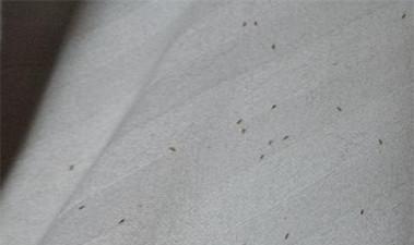 8个月宝宝身上起疙瘩总是反反复复