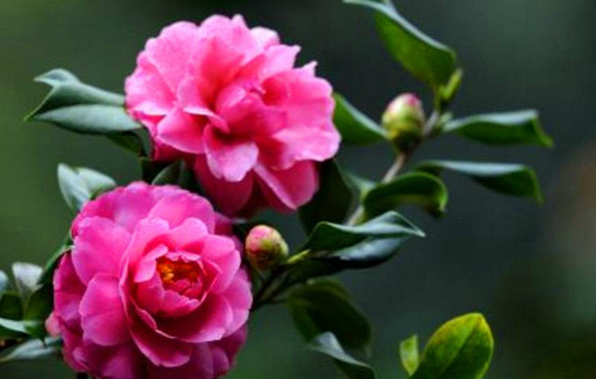 中国各省省花,湖南荷花,上海玉兰花,看看你家乡