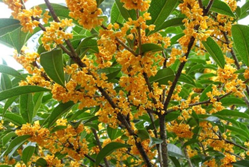 桂花里开花最香、花期最长、生长最快的极品,