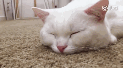 壁纸 动物 猫 猫咪 小猫 桌面 400_224 gif 动态图 动图