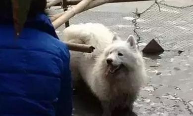 实例告诉你带萨摩耶回农村老家会怎样,简直就