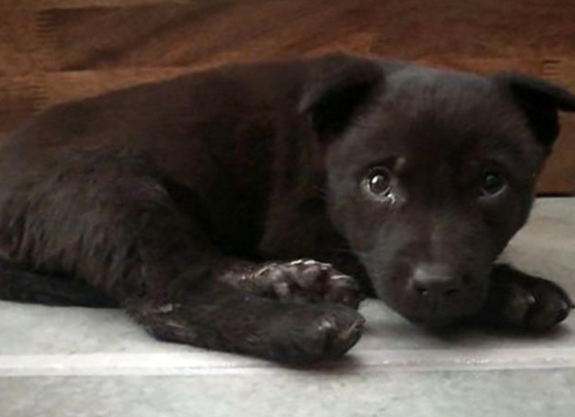 我花50元在狗贩子那买黑土狗,家人都取笑,我却